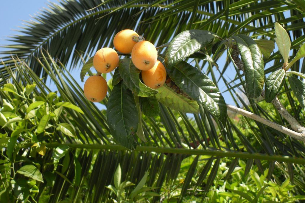 hotel-la-madorla-ischia-maronti-frutti