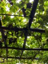Ischia Trekking Tour